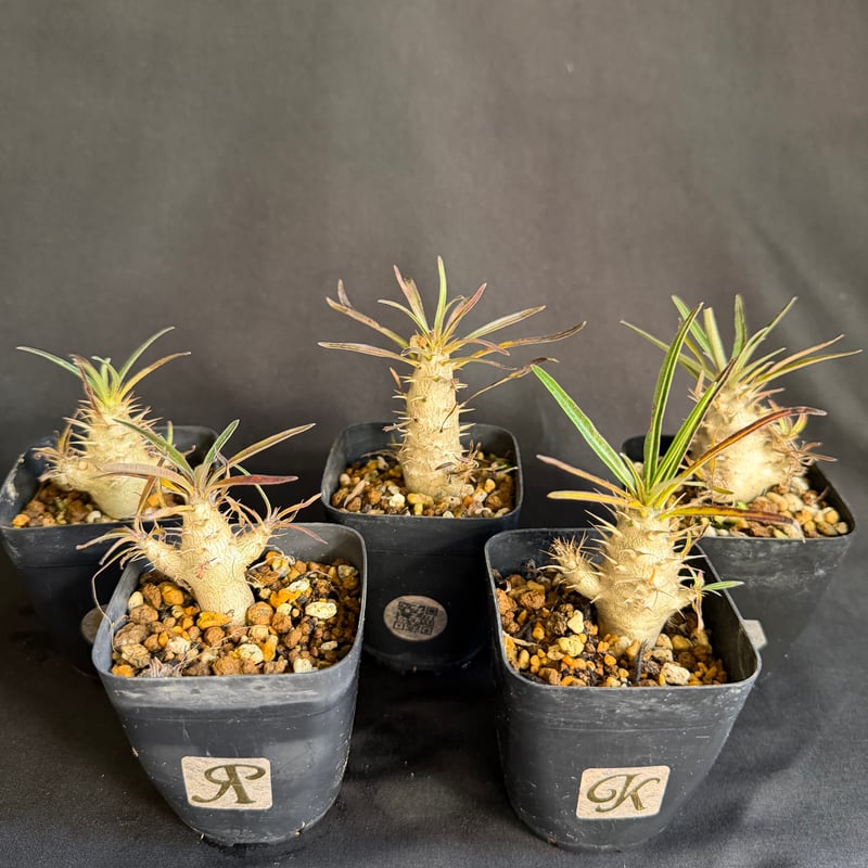 グラキリス 実生 5株セット ②G | HANDS PLANTS