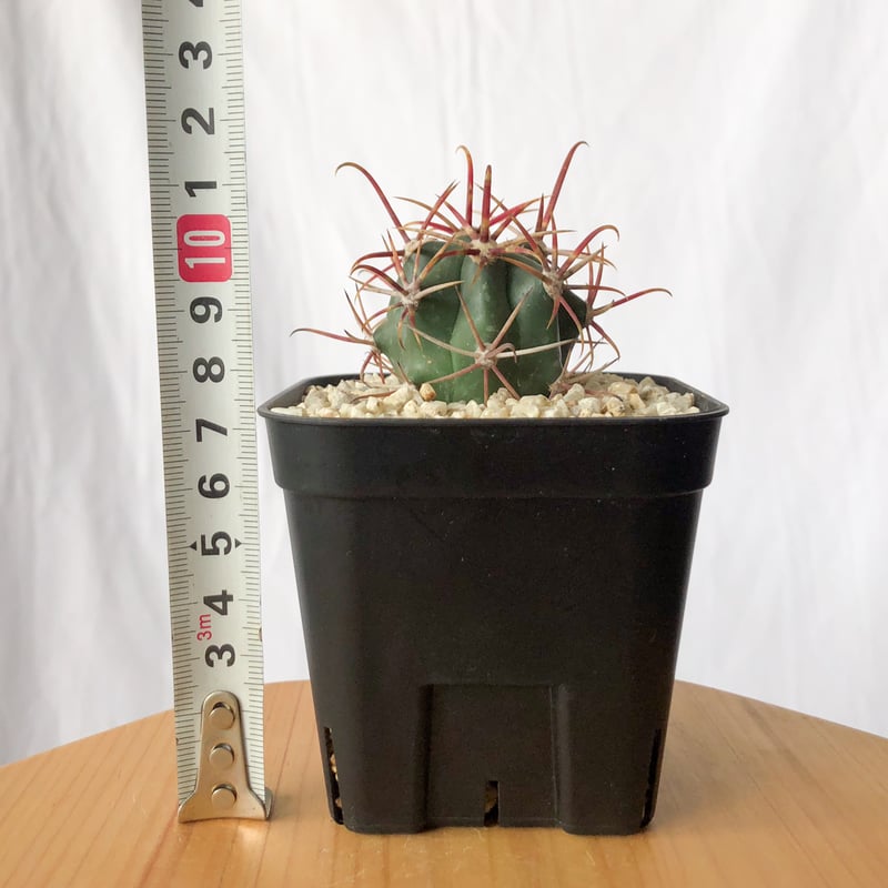 フェロカクタス 神仙玉 実生 美株 Ferocactus coloratus サボテン 多肉