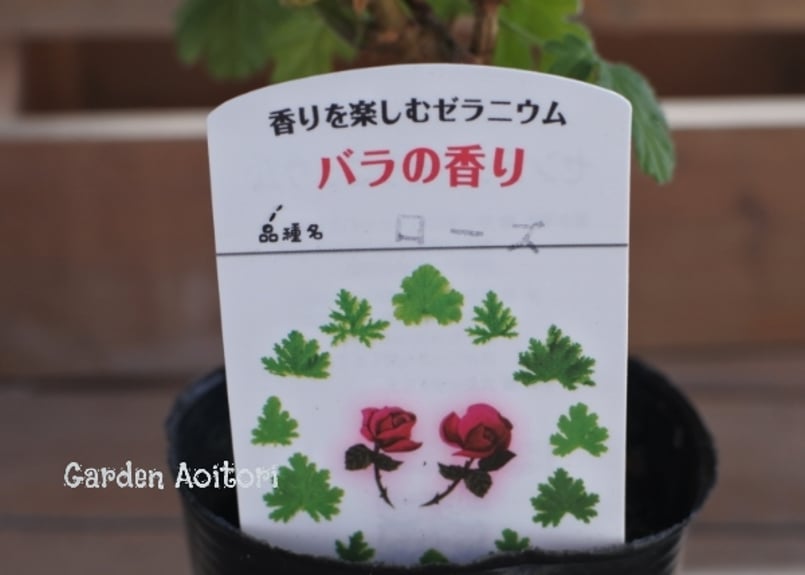 香香 様 ゼラニウム苗 3品種 香香 様 ゼラニウム苗 多品種 香香 様