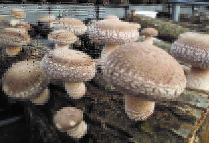 F613（駒菌） | 富士種菌ショップ