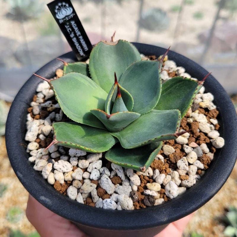 専用 フェロックス 斑入り パリー トランカータ オバティフォリア