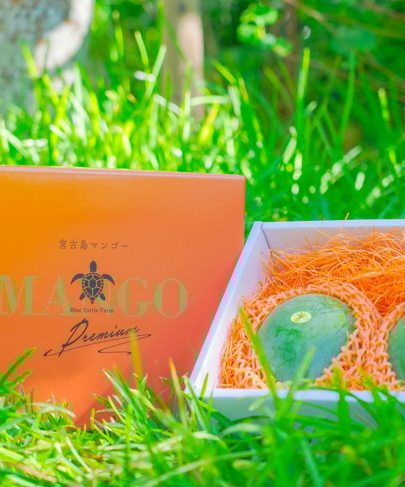 宮古島産「巨果・幻のキーツマンゴー」2玉 | Blue Turtle Farm & Mango