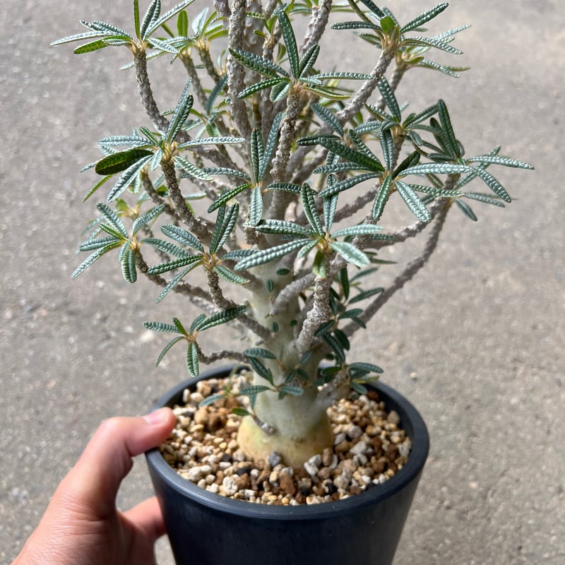 ドルステニア ギガス ブラータ | STELLA.PLANTS