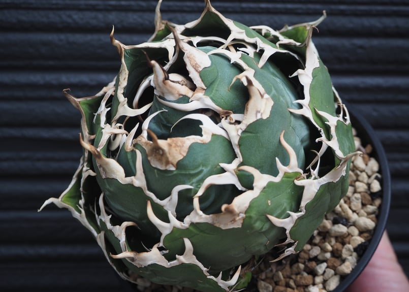 アガベ・チタノタ白鯨（ボールタイプ）大-067｜agave titanota white wh