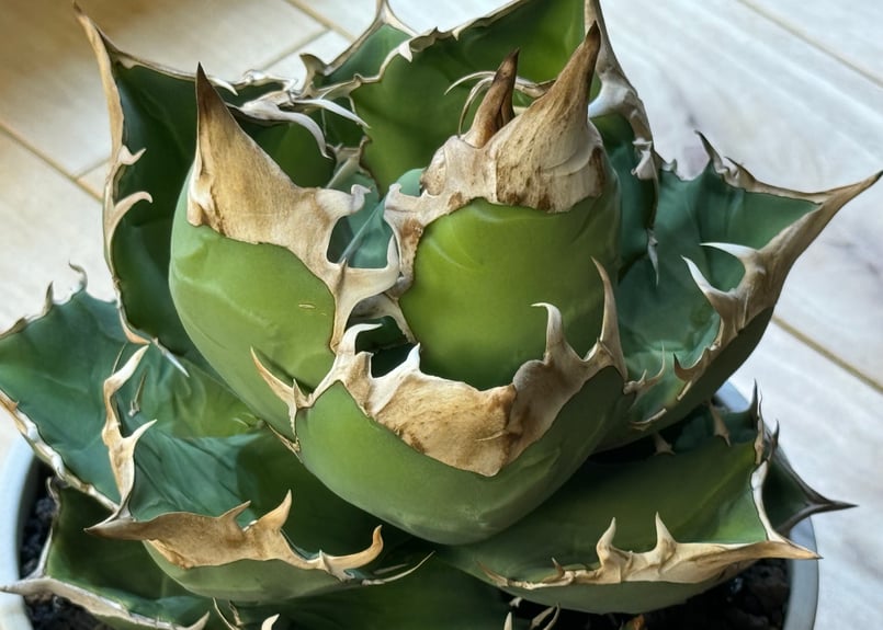 アガベ・チタノタ 白犀牛（芽）-002｜Titanota white rhino | Plus