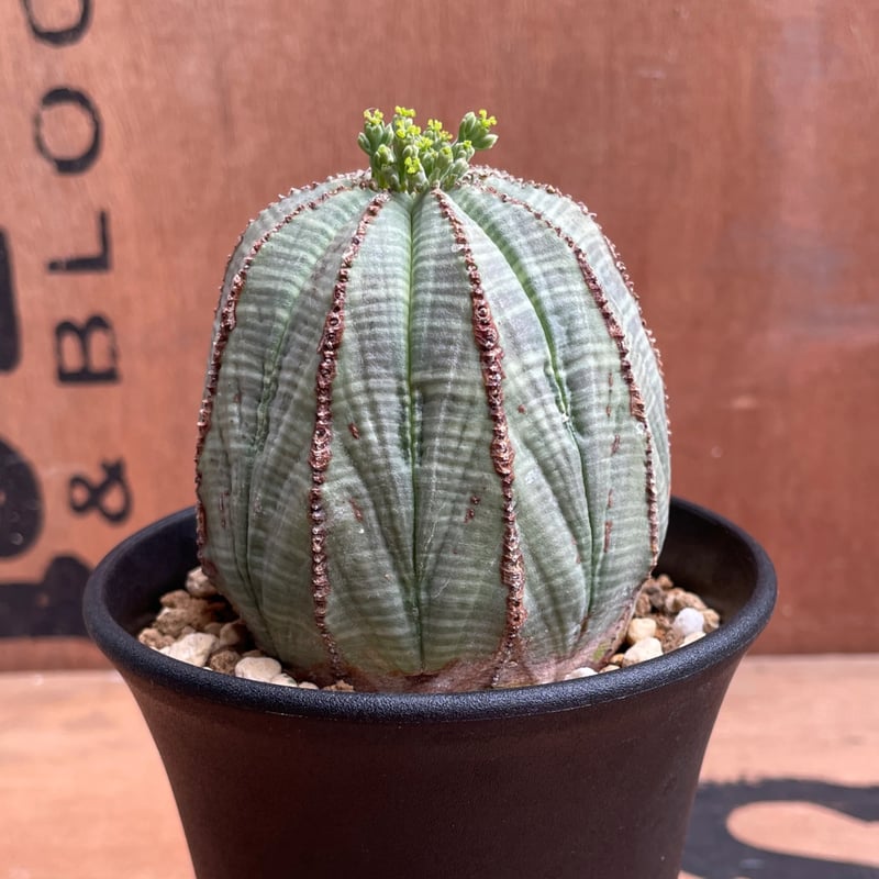 No.041 ユーフォルビア オベサ / Euphorbia Obesa Φ7 x 6.5cm