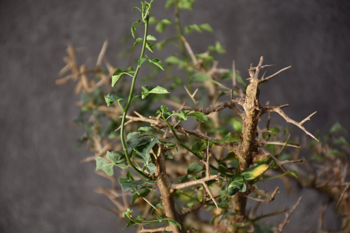 Commiphora campestris var. campestris コミフォラ カンペ