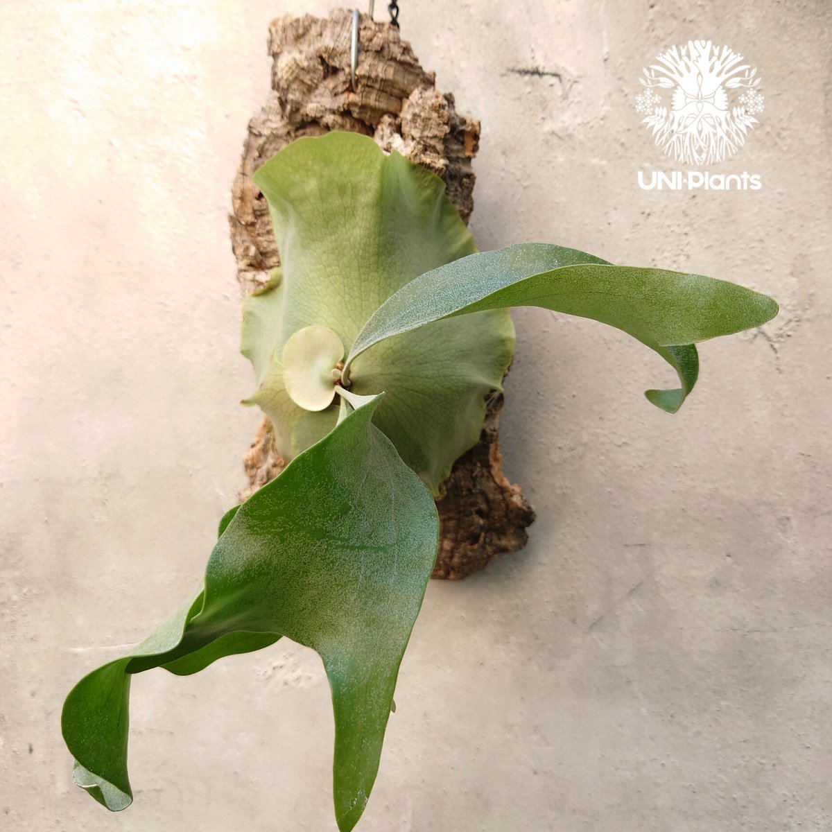 ビカクシダ ヒリー ナンプー hillii nampu OC 板付 大株 ビカクシダ