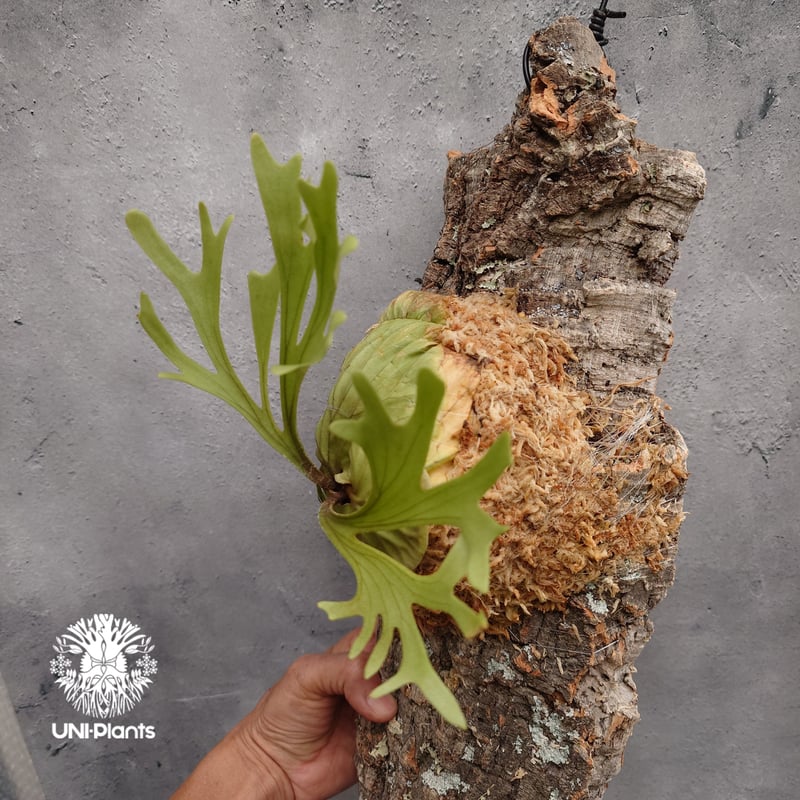 Platycerium ridleyi Pakarang ビカクシダ リドレイ パカラン ビカ