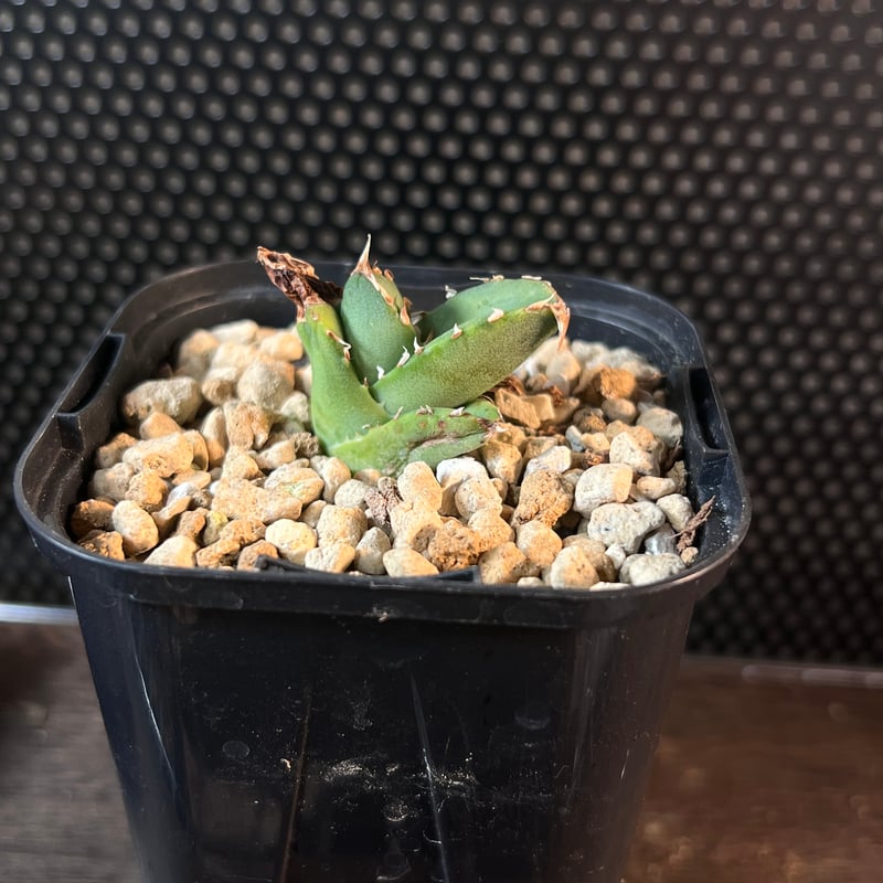 オアハカワイルド子株【MW001】育成株直の子株 | Miura Farm