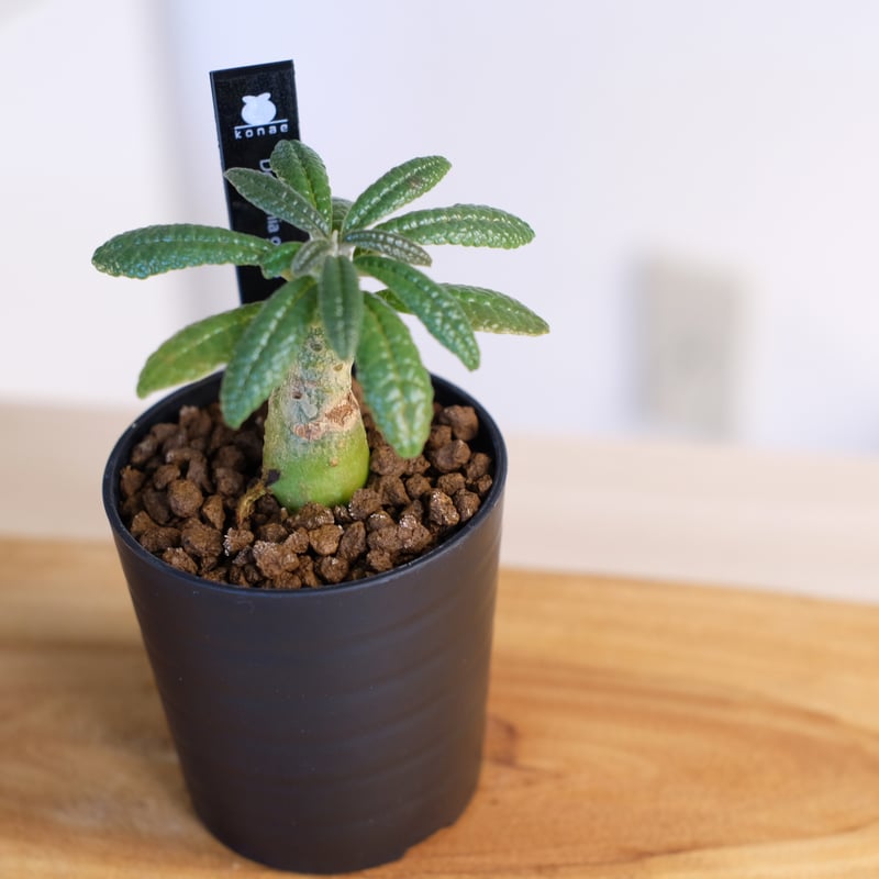 Q太郎【レア/塊根植物】ドルステニア ギガス 鉢植え A-10 園芸ネット