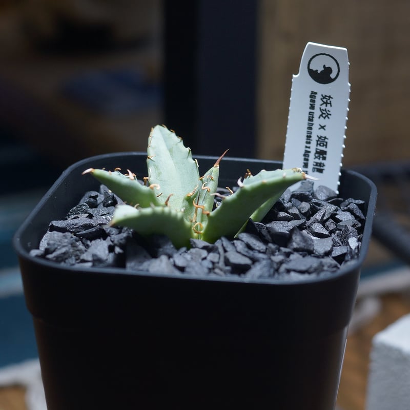 数量限定】アガベ オテロイ 種子 姫厳竜×黒火焔 50粒 アガベ チタノタ