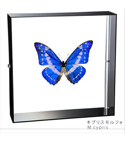 Amazon.co.jp: 蝶の標本 ゴダルティモルフォ ペルー産 Morpho godarti