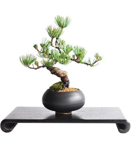 Amazon.co.jp: 那須五葉松 八房品種『那須娘』ミニ盆栽【泰寿園 Online