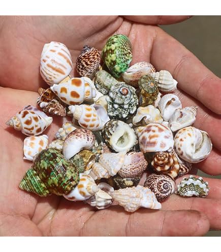 Amazon.co.jp: 11 to 12cm,大きな天然の珍しい貝殻、巨大な海の巻貝 4