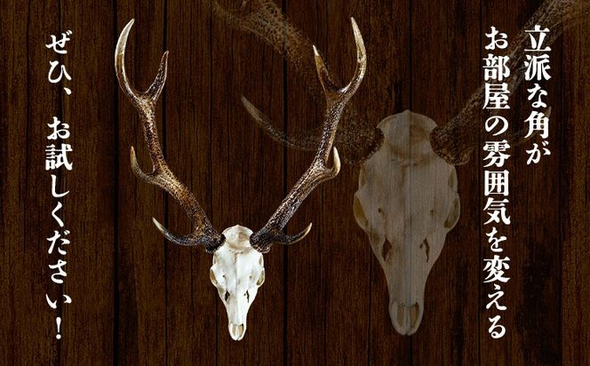 ニホンジカ頭骨付き角 壁掛け(中) 【配送不可地域あり】※離島不可 上野