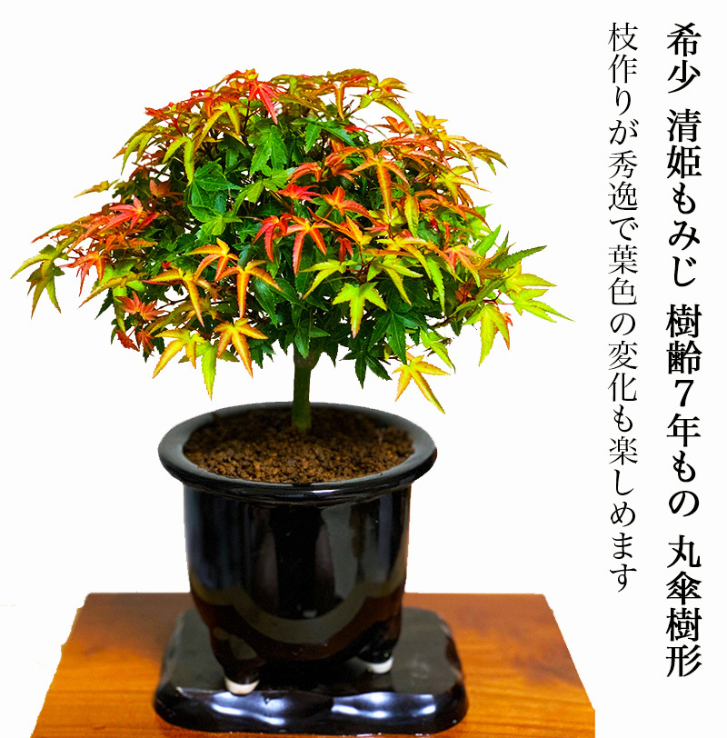 盆栽 もみじ 希少 清姫もみじ 日時指定可 樹齢7年 もみじ Wプレゼント