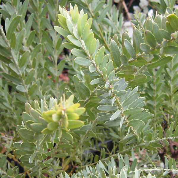 園芸ネット本店｜アカシア：ブルーブッシュ3号ポット* の通販【公式】