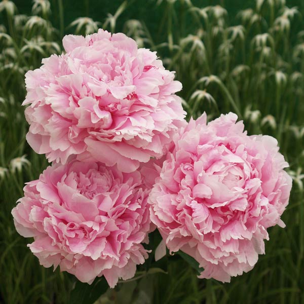 12号帆布 広形（ひろなり）もんぺ／芍薬（しゃくやく） 12号帆布 広形