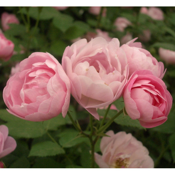 園芸ネット本店｜[送料無料]つるバラ：ローブリッター新苗 の通販【公式】