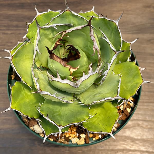 園芸ネット本店｜[送料無料]アガベ：チタノタ 6号鉢植え 23-01 の通販