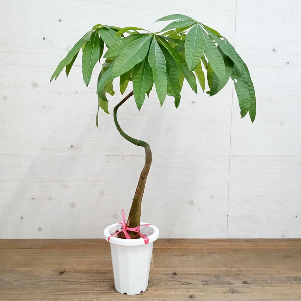 園芸ネット本店｜パキラ：グラブラ（曲がり・枝づくり） 7号 の通販