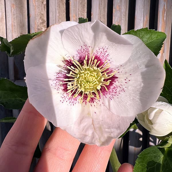 園芸ネット本店｜杉光園芸さんのクリスマスローズ：シングル24-02