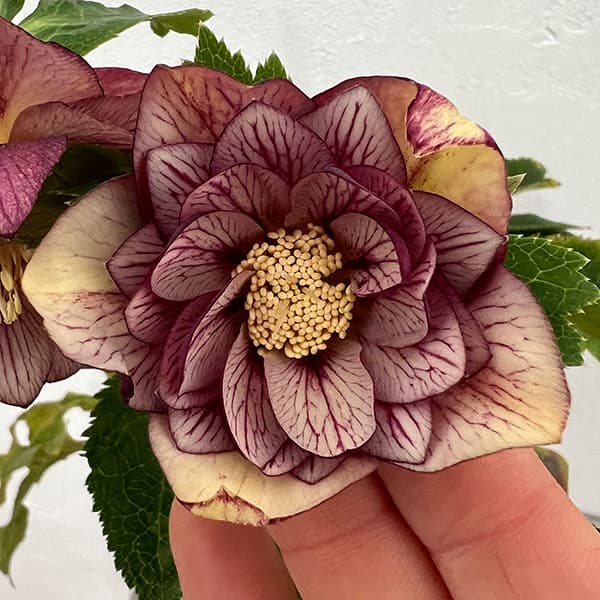 園芸ネット本店｜杉光園芸さんのクリスマスローズ：ダブルゴールド