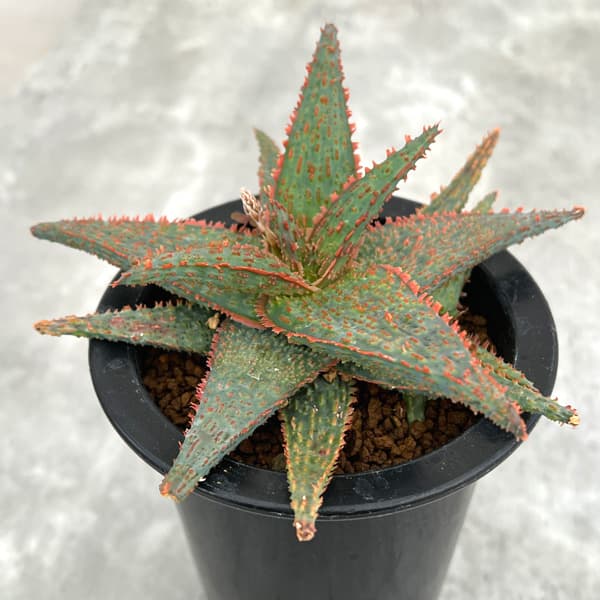 園芸ネット本店｜アロエ：DWアロエ ハイブリッド実生選抜株 繁殖苗NO.2