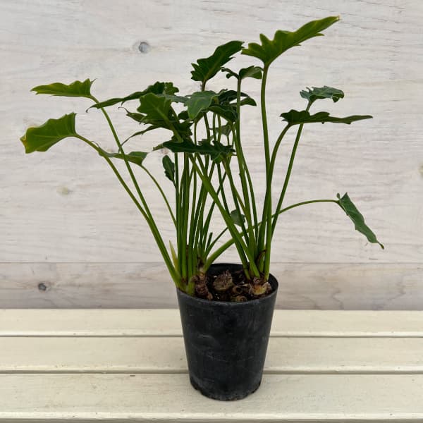 園芸ネット本店｜フィロデンドロン：ザナドゥー（クッカバラ）幹上がり