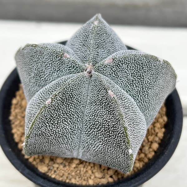 園芸ネット本店｜アストロフィツム：鸞鳳玉（らんぽうぎょく）五角 3号