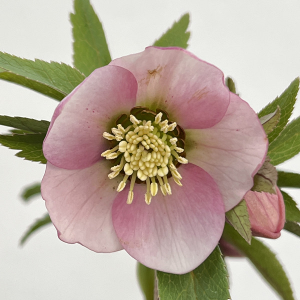 園芸ネット本店｜横山園芸さんのクリスマスローズ：プチドール25-05