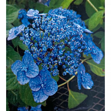 園芸ネット本店｜ヤマアジサイ：ノウシ（濃紫）4号ポット の通販【公式】