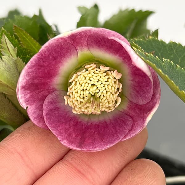 園芸ネット本店｜大和園さんのクリスマスローズ：25-19パステリッシュ