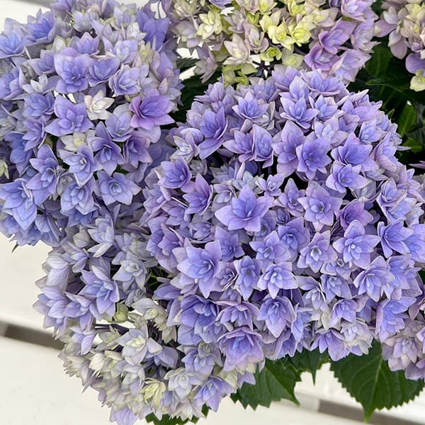 園芸ネット本店｜アジサイ：鬼ヶ島（オニガシマ）ブルー4号鉢植え の