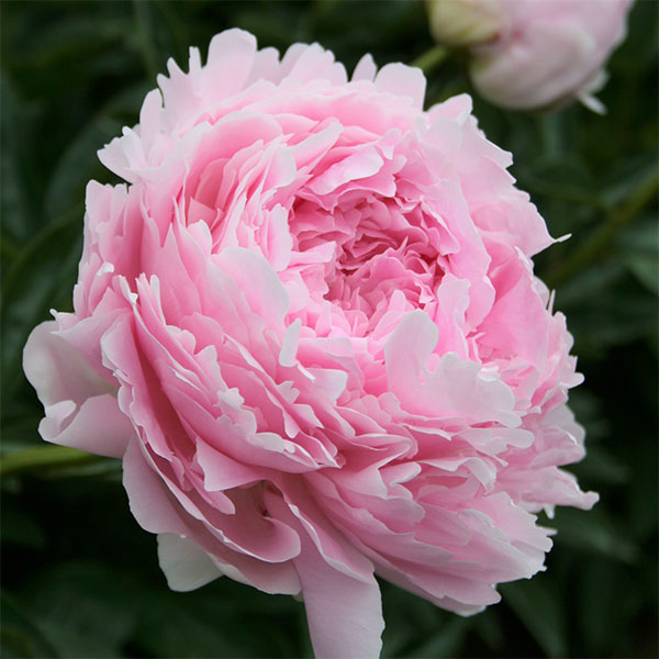 園芸ネット本店｜シャクヤク（芍薬）：ロザリオ7号ポット の通販【公式】