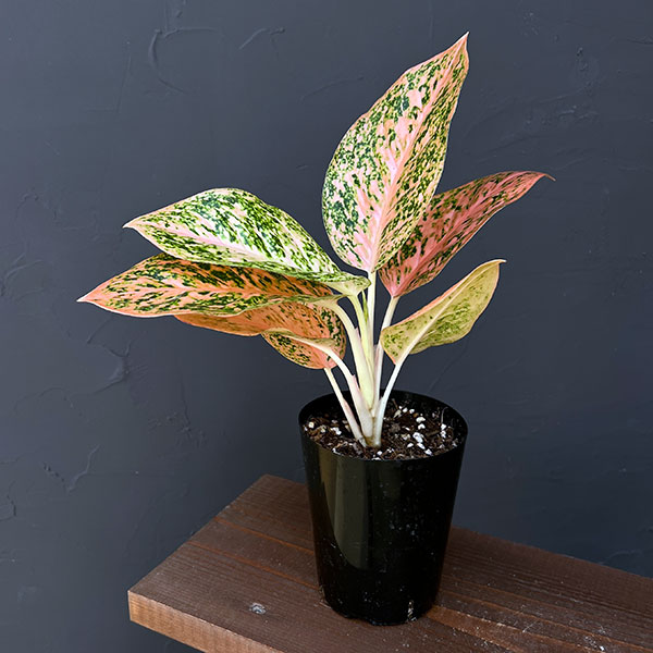 園芸ネット本店｜アグラオネマ：オレンジスターダスト 4号鉢入り の