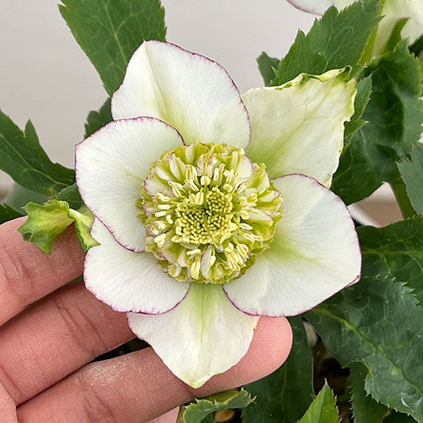 未株分】若泉ファーム クリスマスローズ セミダブル 未株分】若泉