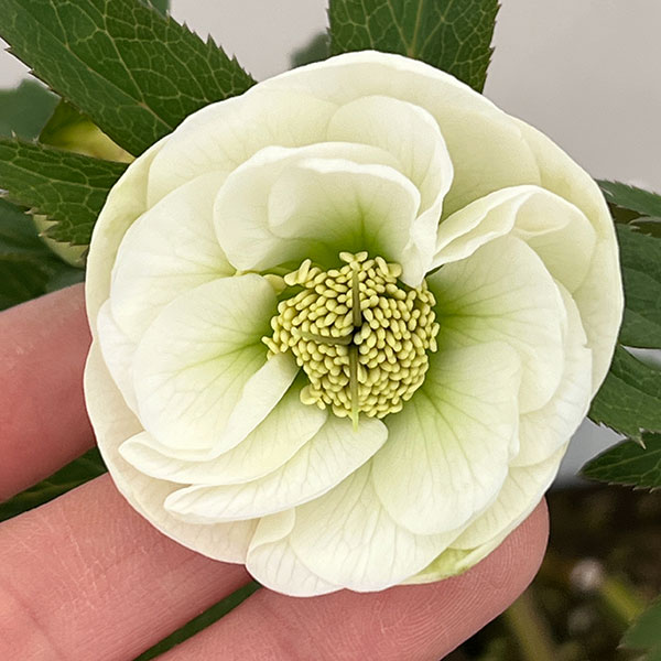 園芸ネット本店｜大和園さんのクリスマスローズ：26-06ダブル／4.5号