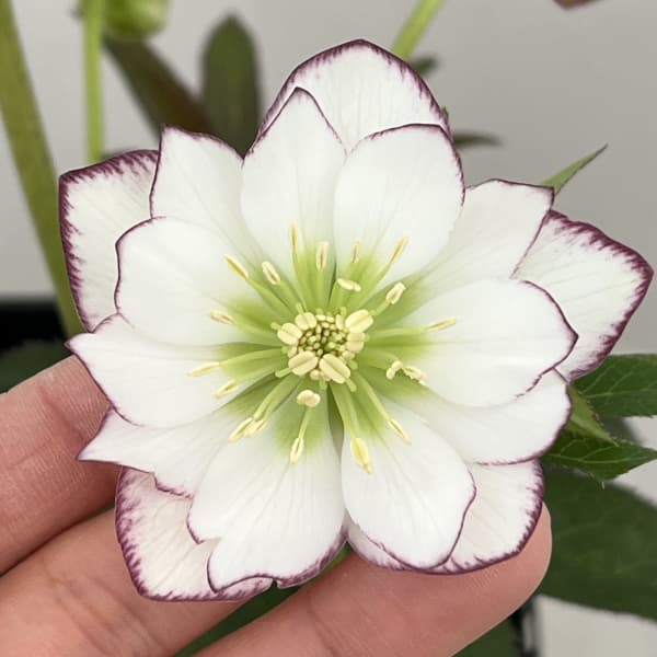 園芸ネット本店｜クリスマスローズ：セレクトダブル26-105／1.5Lポット