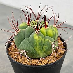 園芸ネット本店｜サボテン：ロフォフォラ 鳥羽玉 3号鉢植え の通販【公式】