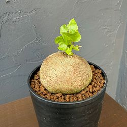 園芸ネット本店｜観葉植物特集:バイヤーセレクト の商品一覧【公式】