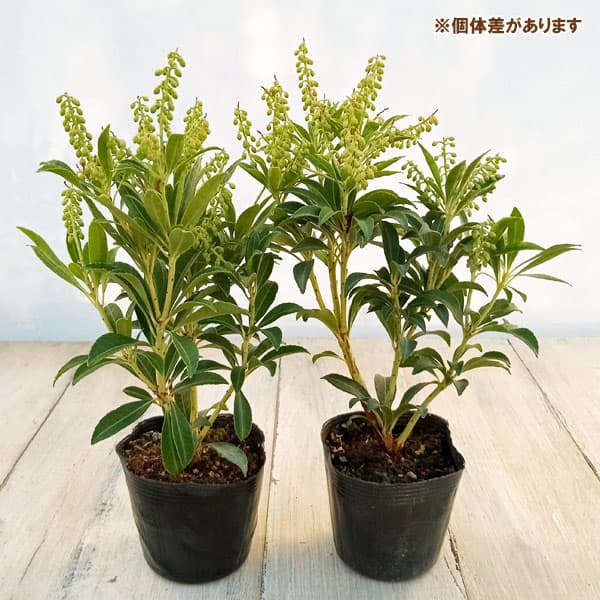 園芸ネット本店｜アセビ（馬酔木）：屋久島アセビ2.5～3号ポット の