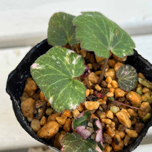 園芸ネット本店｜ユキノシタ：セツゲツカ（雪月花）2.5号ポット の通販