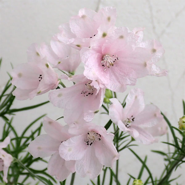 園芸ネット本店｜デルフィニウム：さくらひめ5号鉢植え の通販【公式】