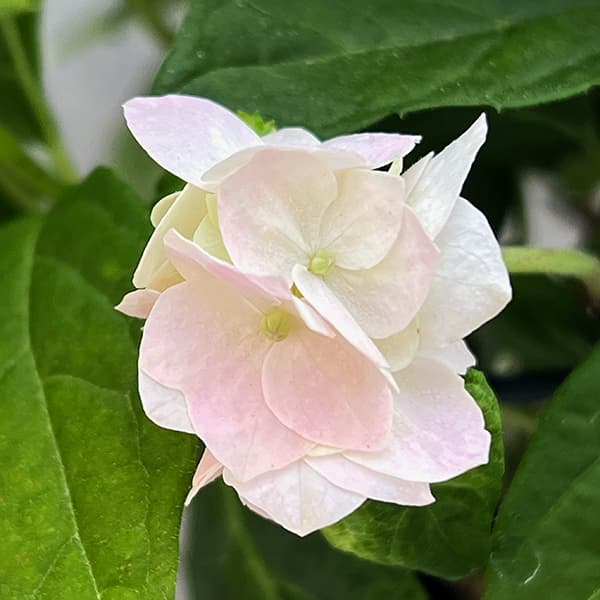 園芸ネット本店｜ヤマアジサイ：うるは 4号鉢植え の通販【公式】