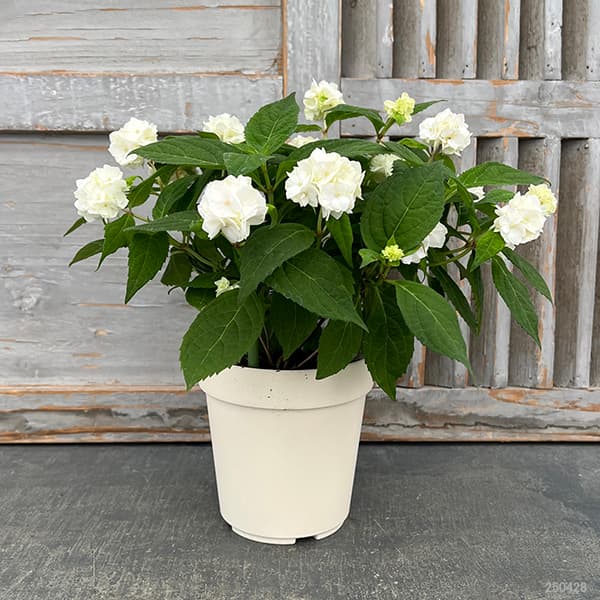 園芸ネット本店｜ヤマアジサイ：うるは 4号鉢植え の通販【公式】