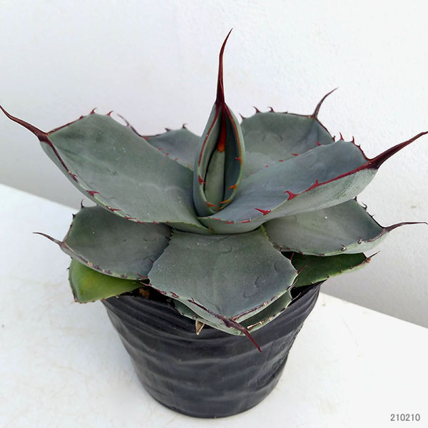 園芸ネット本店｜アガベ：パリー3号ポット（吉祥天） の通販【公式】