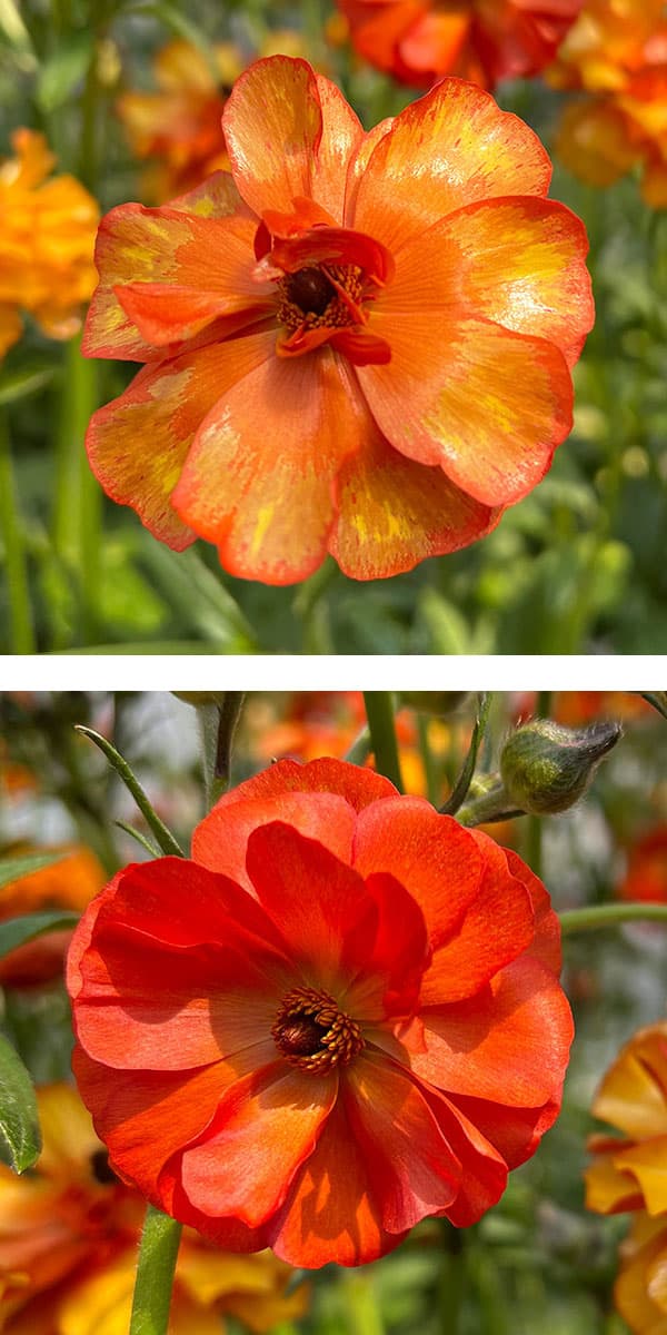 園芸ネット本店｜ラナンキュラス：ラックス ミノアン4号鉢植え の通販