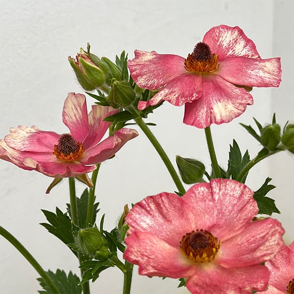 園芸ネット本店｜ラナンキュラス：サラセレネ パルセノス3.5-4号ポット